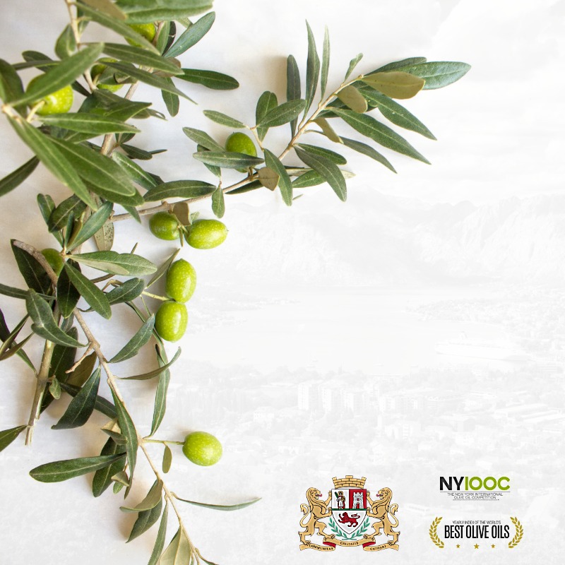 OPŠTINA KOTOR PODRŽAVA MASLINARE NA...