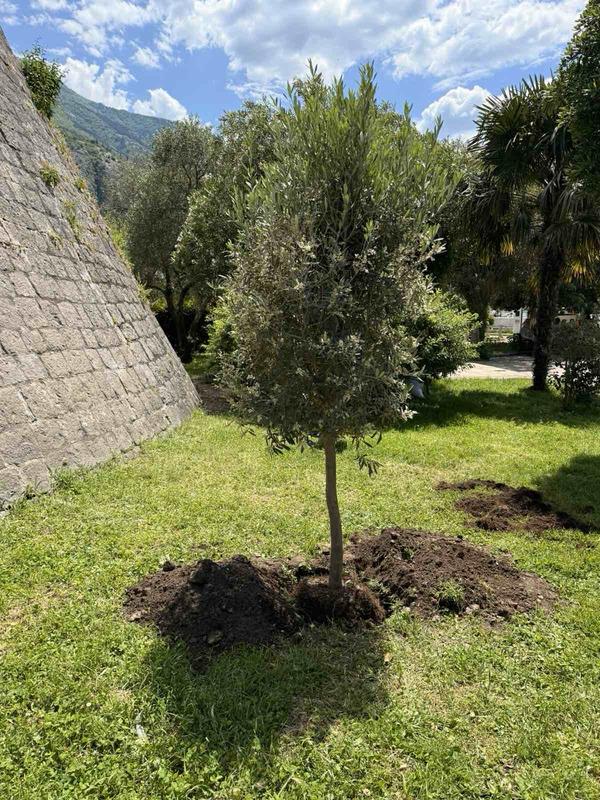 MASLINA ZA MIR I BUDUĆNOST...